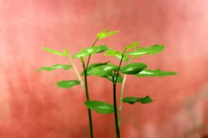 再婚に向けた婚活カウンセラーのレビューはどこで見つけられる？