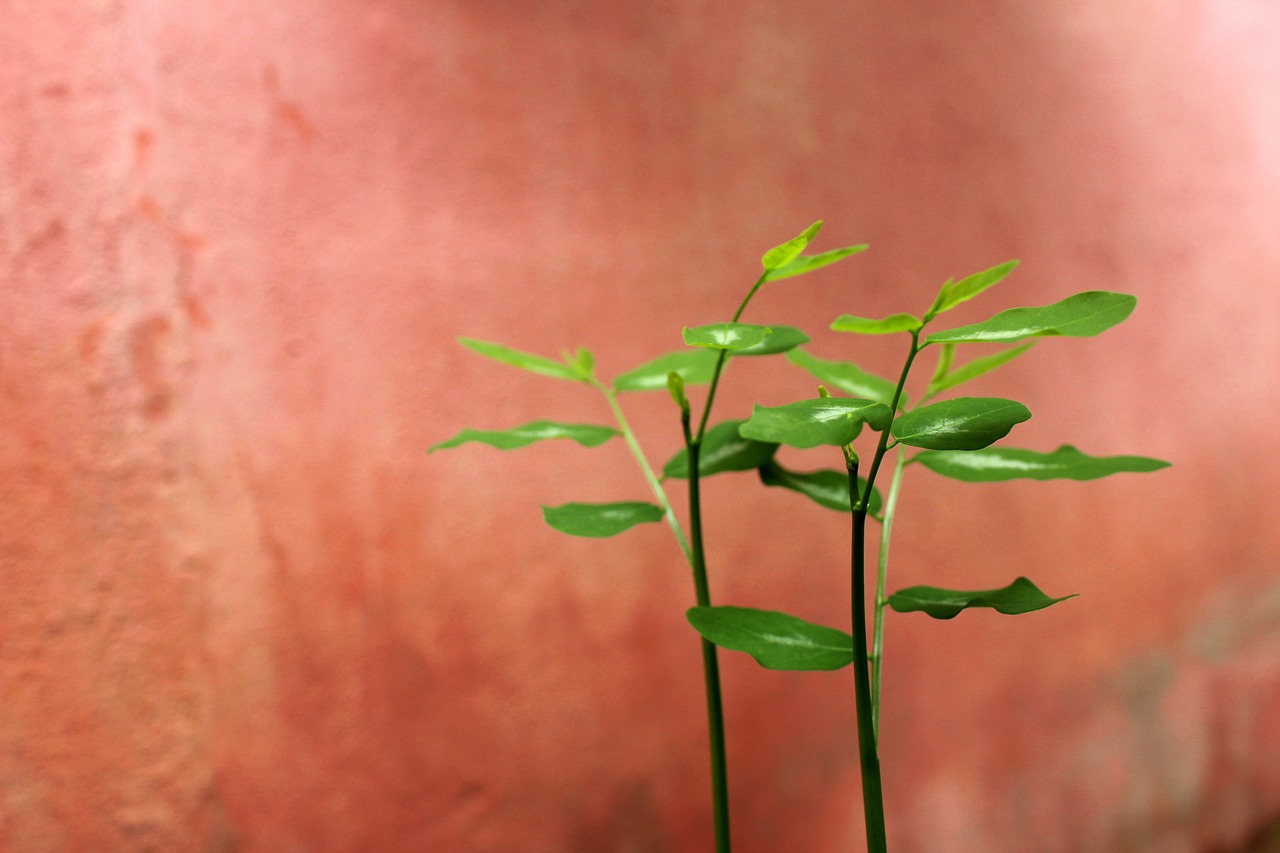 バツイチのための婚活パーティー名古屋で成功する秘訣は？