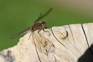 成婚率を高めるための具体的な方法は？