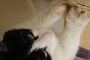 再婚を諦めたくないあなたに知ってほしい成功の秘訣は？